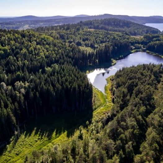 Stora Enso will explore various options for its forest assets